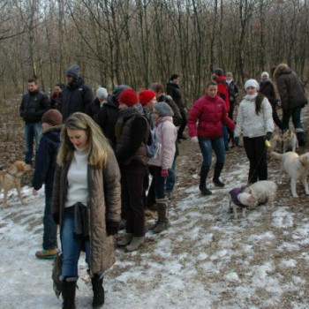 HAVEREBB! Hagyományos év eleji kutyasétáltatás a Normafán #6