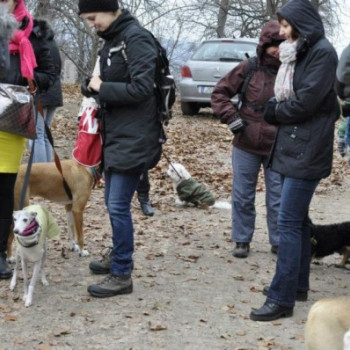 HAagyományos havervagyos kutyasétáltatás a Normafán - évek óta az év első programja :) #2