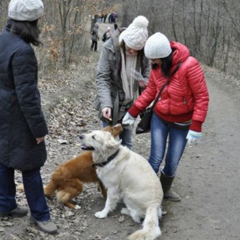év eleji kutyaséta 08.jpg