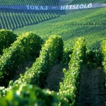 Tokajra Haver! Havervagyos hétvége a Tokaj Hétszöllő birtokán :)