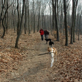 kutyaséta 04m.jpg