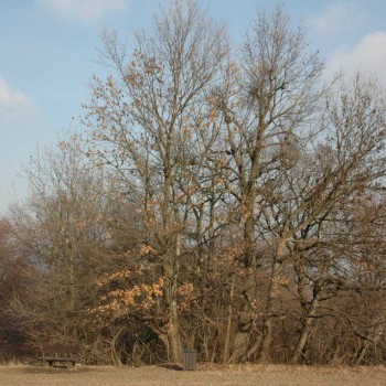kutyaséta 05m.jpg