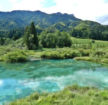 zelenci.jpg