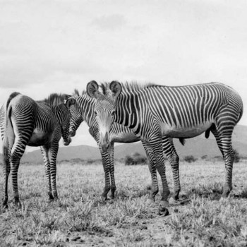 wszechenyi_album_1933-34_1_105.jpg