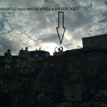 Haver vagy nyuszi.jpg