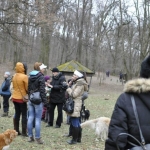 Hagyományos év eleji kutyasétláltatás a Normafán